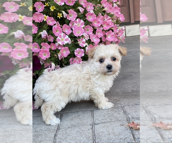 Medium Photo #3 Maltipoo Puppy For Sale in CANOGA, NY, USA