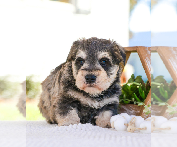 Medium Photo #30 Schnauzer (Miniature) Puppy For Sale in SYRACUSE, IN, USA