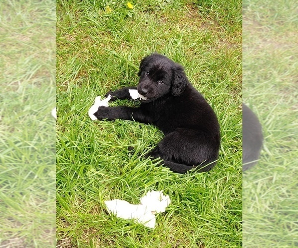 Medium Photo #10 Labrador Retriever Puppy For Sale in WOODLAND, WA, USA