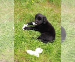 Small Photo #10 Labrador Retriever Puppy For Sale in WOODLAND, WA, USA