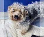 Small #1 Maltese Mix