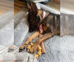 Small #1 German Shepherd Dog Mix