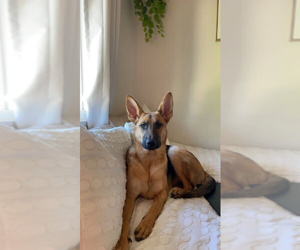 Medium Photo #3 German Shepherd Dog Puppy For Sale in San Diego, CA, USA