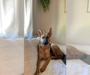 Nova - Female German Shepherd Dog Dog for Adoption - Photo #3
