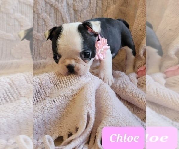Medium Photo #11 Boston Terrier Puppy For Sale in POMEROY, OH, USA