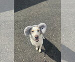 Small #1 Labrador Retriever Mix