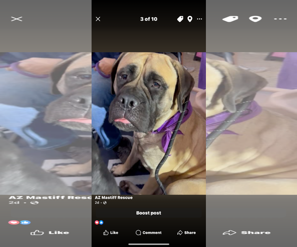 Medium Photo #7 Bullmastiff Puppy For Sale in Goodyear, AZ, USA