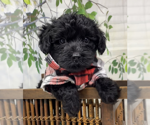 Medium Photo #4 Yorkipoo Puppy For Sale in SELLERSBURG, IN, USA