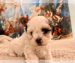 Small Photo #23 Zuchon Puppy For Sale in GALENA, NV, USA