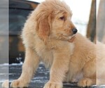 Small Photo #2 Goldendoodle Puppy For Sale in STANLEY, WI, USA