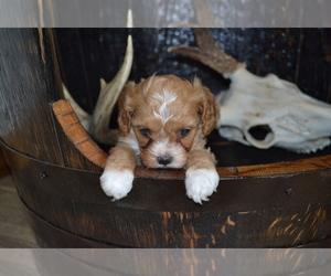 Cavapoo Litter for sale in GREENWOOD, WI, USA