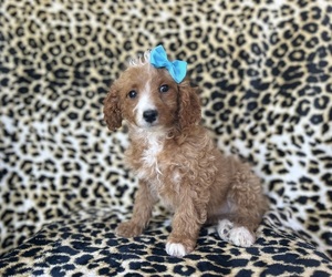 Cock-A-Poo Puppy for sale in LAKELAND, FL, USA