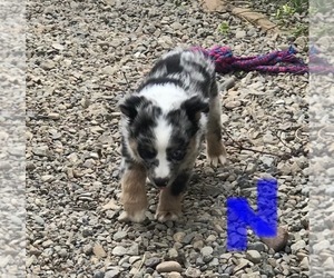 Miniature Australian Shepherd Puppy for sale in NATURITA, CO, USA