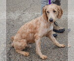 Small Photo #3 Golden Retriever-Unknown Mix Puppy For Sale in Huntley, IL, USA