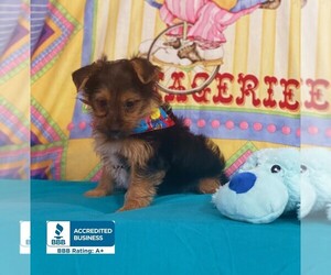 Yorkshire Terrier Puppy for sale in WINNSBORO, LA, USA