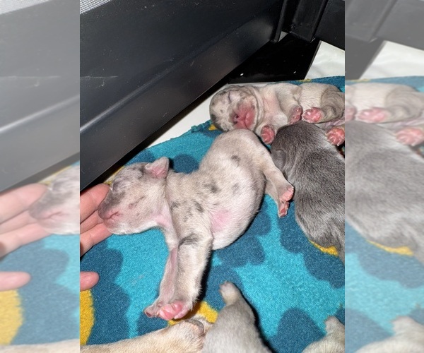 Medium Photo #40 French Bulldog Puppy For Sale in HILTON, NY, USA