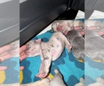 Puppy Puppy 7 French Bulldog