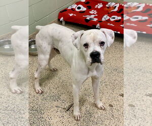 Boxer Dogs for adoption in Austin, TX, USA