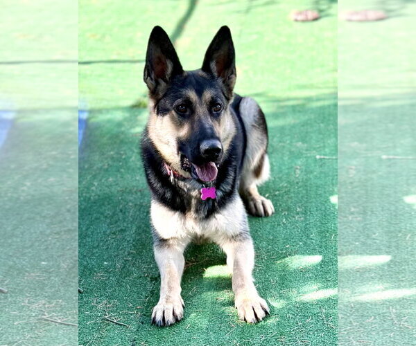 Medium Photo #3 German Shepherd Dog Puppy For Sale in Spring Lake, NJ, USA