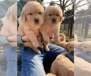 Golden Retriever Puppy for sale in PRINCEVILLE, IL, USA
