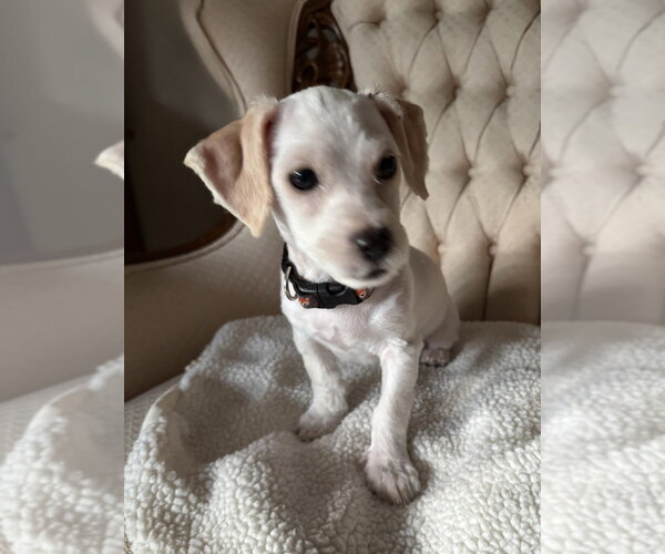 Medium Photo #2 Cocker Spaniel-Unknown Mix Puppy For Sale in Mundelein, IL, USA