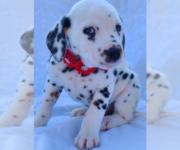 Medium Photo #9 Dalmatian Puppy For Sale in CAPE MAY COURT HOUSE, NJ, USA