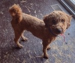 Small Photo #1 Goldendoodle (Miniature) Puppy For Sale in VOLANT, PA, USA