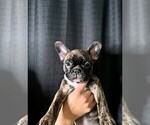 Puppy Puppy 1 French Bulldog