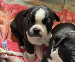 Boston Terrier Puppy for sale in RAMONA, CA, USA