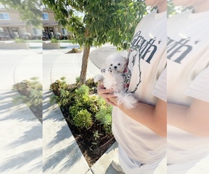 Bichon Frise Puppy for sale in EASTVALE, CA, USA