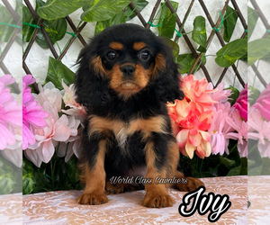 Cavalier King Charles Spaniel Puppy for sale in MIAMI, FL, USA