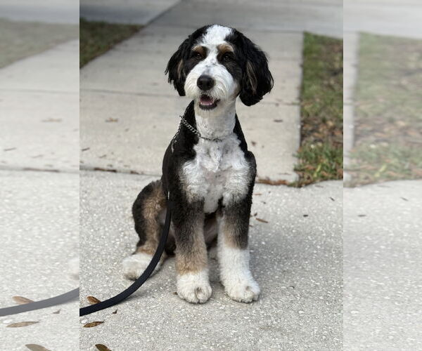 Medium Photo #1 Bernese Mountain Dog-Unknown Mix Puppy For Sale in Valrico, FL, USA