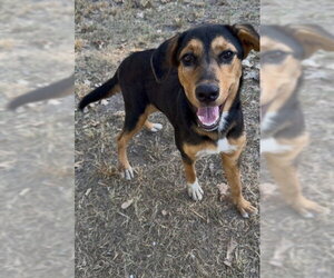Shepradors Dogs for adoption in Conroe, TX, USA