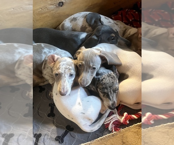 Medium Photo #10 Dachshund Puppy For Sale in LAKEBAY, WA, USA