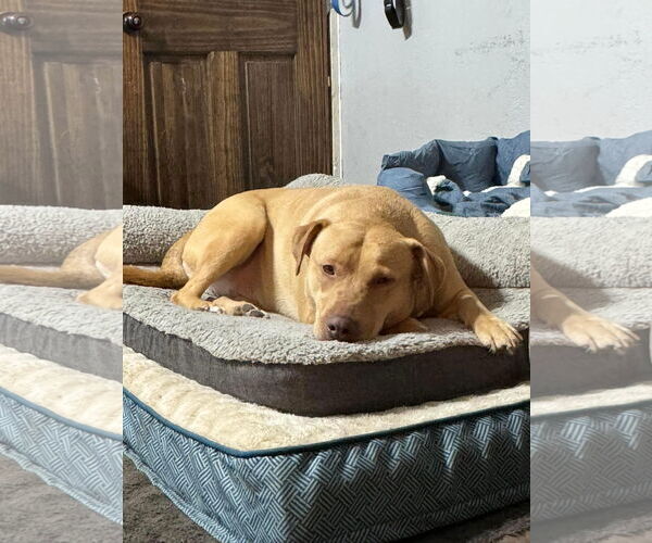 Medium Photo #3 Chihuahua Puppy For Sale in Estherville, IA, USA