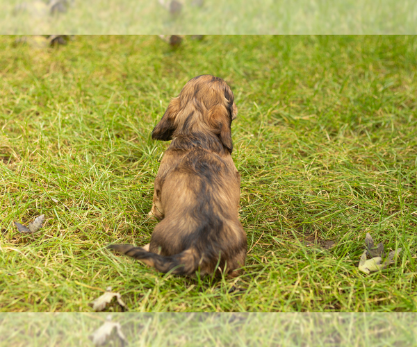 Medium Photo #5 Dachshund Puppy For Sale in MILFORD, IN, USA