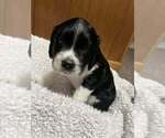 Small Photo #6 English Springer Spaniel Puppy For Sale in FAYETTE, OH, USA