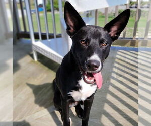 Australian Shepherd-Unknown Mix Dogs for adoption in Raleigh, NC, USA