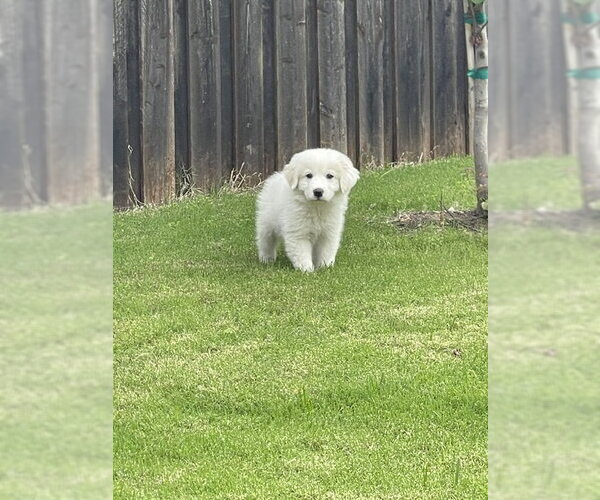 Medium Photo #3 Great Pyrenees Puppy For Sale in Spring, TX, USA