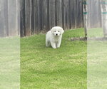 Small #2 Great Pyrenees
