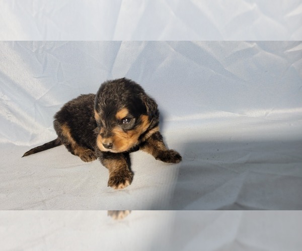 Medium Photo #53 Golden Mountain Dog Puppy For Sale in BLACK FOREST, CO, USA