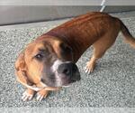 Small American Foxhound-Labrador Retriever Mix