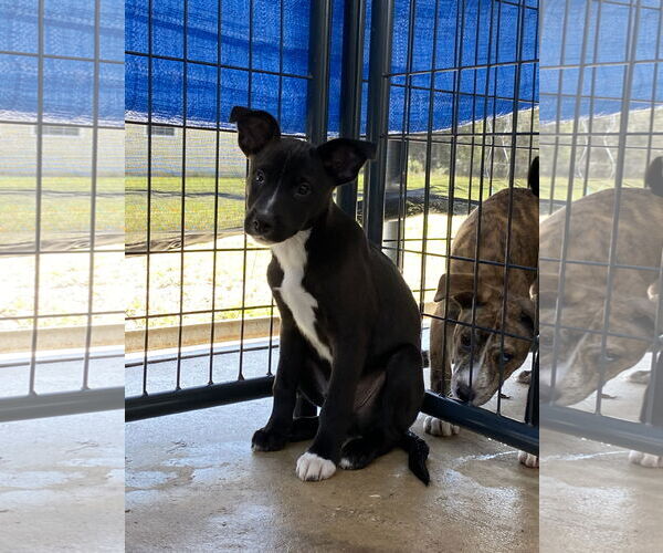 Medium Photo #3 Black Mouth Cur-Unknown Mix Puppy For Sale in Palatka, FL, USA