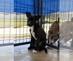 Small #2 Black Mouth Cur Mix