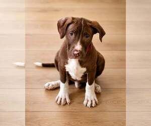 Macaroni (puppy) - Male Mutt Dog for Adoption - Photo #11