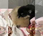 Litter of 2 - Male(s) and Female(s) PomeranianLitter of Puppies for Sale - Small photo