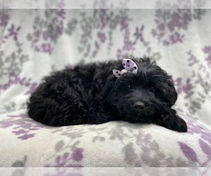 Aussiedoodle Miniature Puppy for sale in LAKELAND, FL, USA
