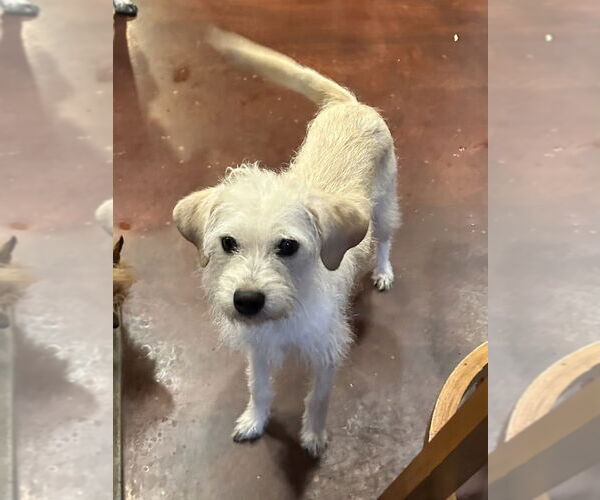 Medium Photo #3 Mutt Puppy For Sale in San Diego , CA, USA