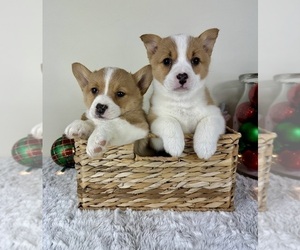 Pembroke Welsh Corgi Puppy for sale in GREENFIELD, IN, USA
