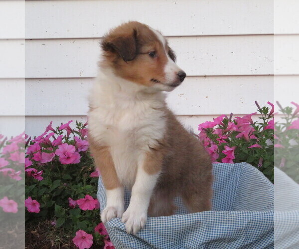 Medium Photo #1 Shetland Sheepdog Puppy For Sale in ATHENS, WI, USA